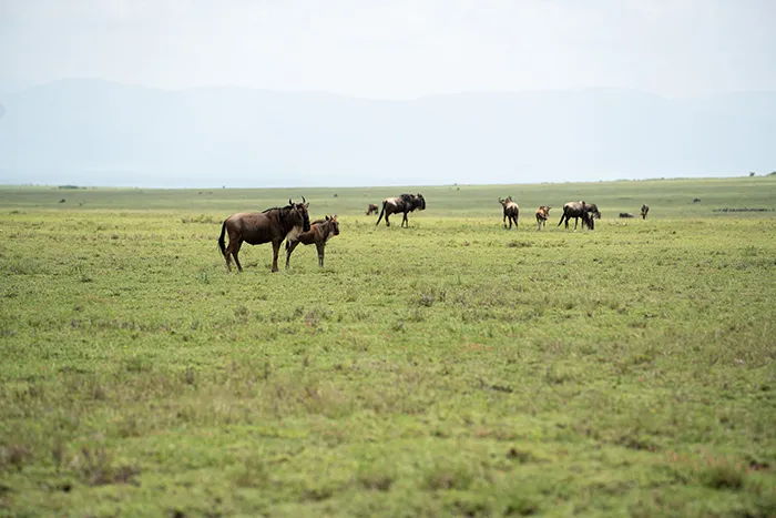Tarangire